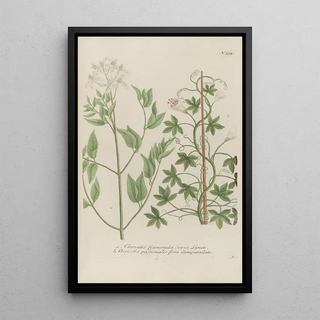 Johann Wilhelm Weinmann - Phytanthoza iconographia Pl117.webp