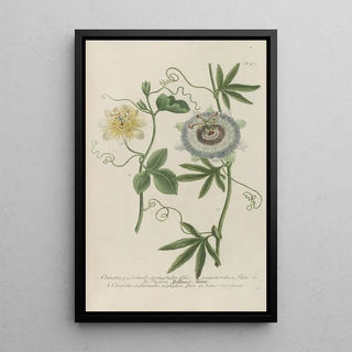 Johann Wilhelm Weinmann - Phytanthoza iconographia Pl119.webp