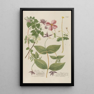 Johann Wilhelm Weinmann - Phytanthoza iconographia Pl121.webp