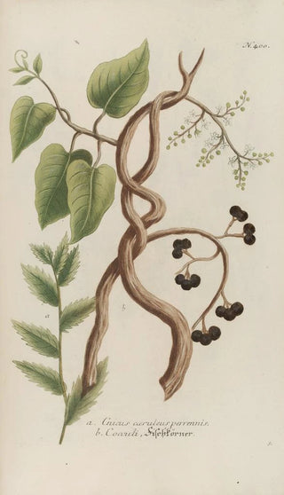 Johann Wilhelm Weinmann - Phytanthoza iconographia Pl123.webp