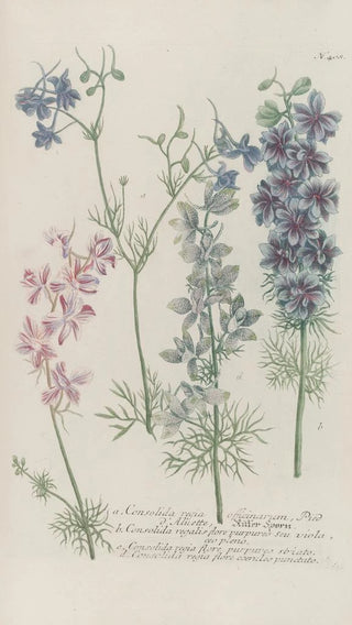 Johann Wilhelm Weinmann - Phytanthoza iconographia Pl131.webp