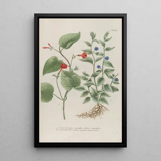 Johann Wilhelm Weinmann - Phytanthoza iconographia Pl141.webp