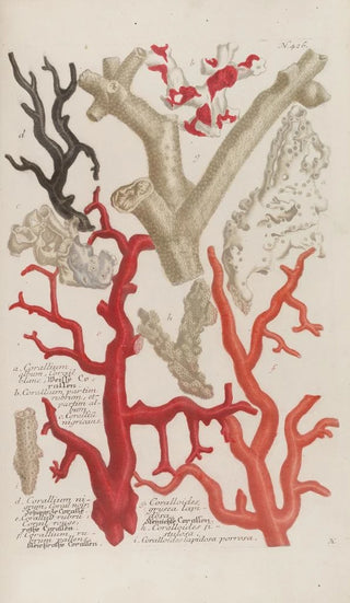 Johann Wilhelm Weinmann - Phytanthoza iconographia Pl149.webp