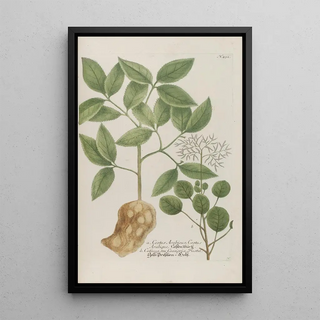 Johann Wilhelm Weinmann - Phytanthoza iconographia Pl155.webp