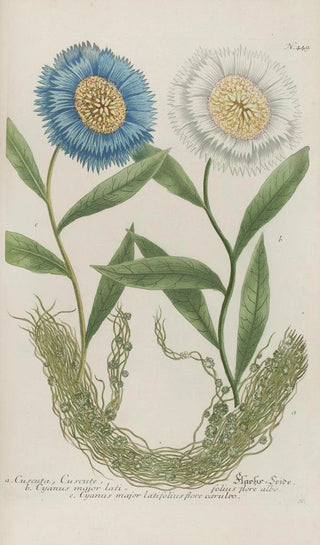 Johann Wilhelm Weinmann - Phytanthoza iconographia Pl172.webp