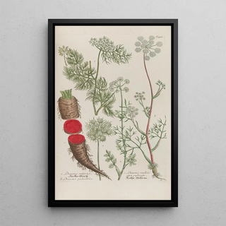 Johann Wilhelm Weinmann - Phytanthoza iconographia Pl182.webp