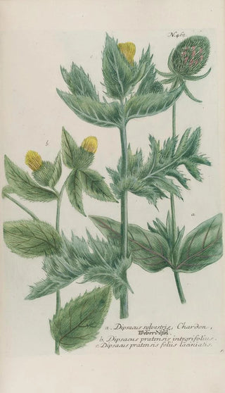 Johann Wilhelm Weinmann - Phytanthoza iconographia Pl188.webp