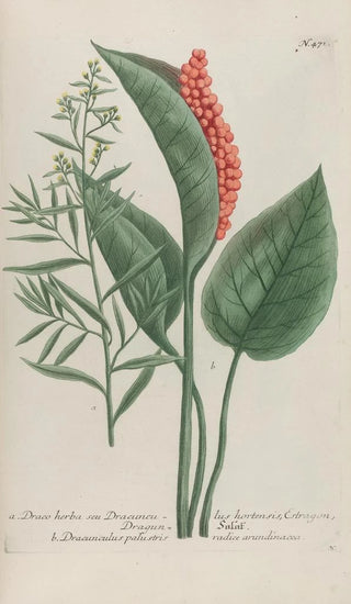 Johann Wilhelm Weinmann - Phytanthoza iconographia Pl194.webp