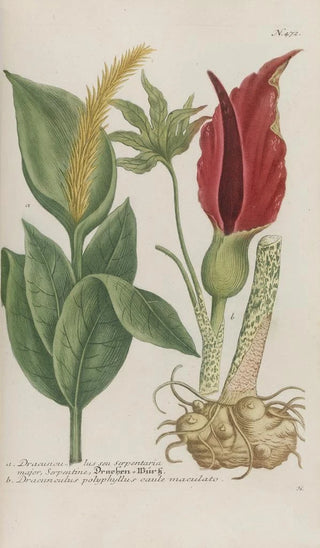 Johann Wilhelm Weinmann - Phytanthoza iconographia Pl195.webp