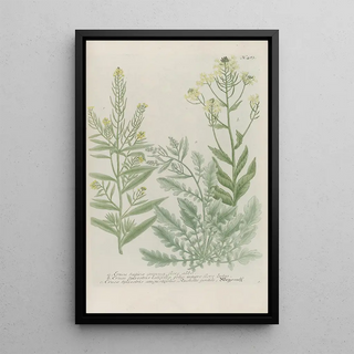 Johann Wilhelm Weinmann - Phytanthoza iconographia Pl206.webp