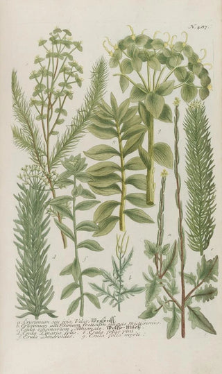 Johann Wilhelm Weinmann - Phytanthoza iconographia Pl210.webp