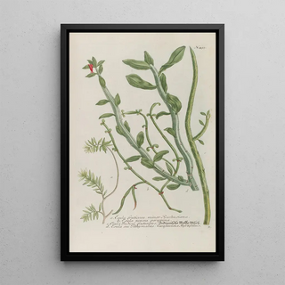 Johann Wilhelm Weinmann - Phytanthoza iconographia Pl216.webp