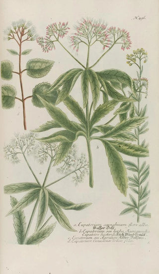 Johann Wilhelm Weinmann - Phytanthoza iconographia Pl219.webp