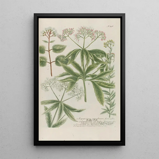 Johann Wilhelm Weinmann - Phytanthoza iconographia Pl219.webp