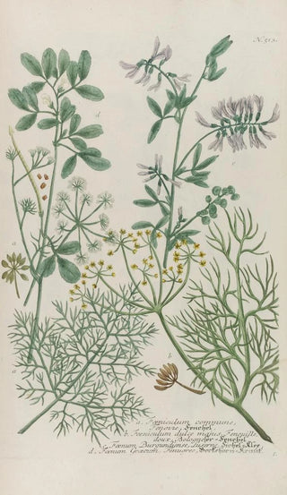 Johann Wilhelm Weinmann - Phytanthoza iconographia Pl236.webp