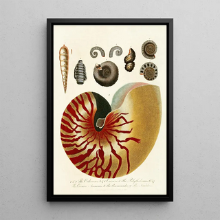 John Chapman - Encyclopaedia londinensis Conchology Pl 01.webp