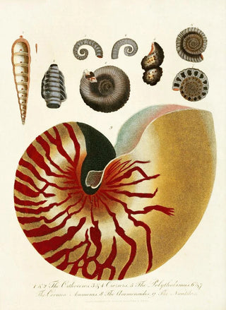 John Chapman - Encyclopaedia londinensis Conchology Pl 01.webp