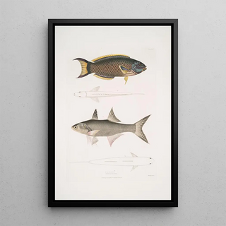 John Edward Gray - 1 Hardwickes Julis Julis Hardwickii 2 Shortrayed Paradise Fish PolynemusTeria.webp