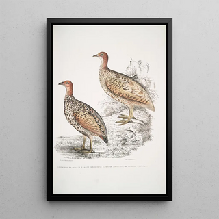 John Edward Gray - 1 Hepburns Francolin Perdix Hepburnii 2 Perdix Hepburnii var Pallida odypore.webp