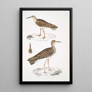 John Edward Gray - 1 Indian Sandpiper Totanus Indicus 2 Bhegondee Bhegondic Snipe Limosa Hardwickii.webp