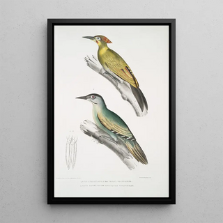 John Edward Gray - 1 Nepaul Woodpecker Picus Nepaulensis 2 Moustache Woodpecker Picus barbatus.webp