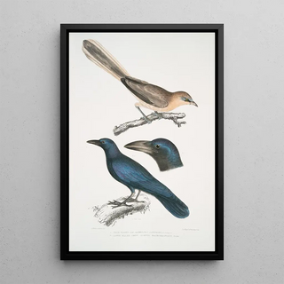 John Edward Gray - 1 Pale Eared Jay Garrulus albifrons 2 Large Billed Crow Corvus macrorhynchus.webp