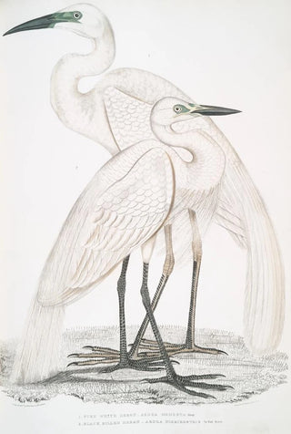 John Edward Gray - 1 Pure White Heron Ardea modesta 2 Black Billed Heron Ardea nigrirostris.webp