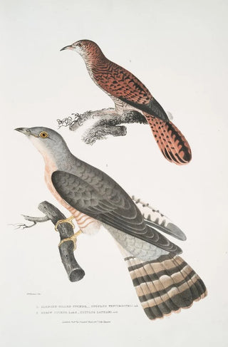 John Edward Gray - 1 Slender billed Cuckoo Cuculus tenuirostris 2 Bhrow Brow Cuckoo Cuculus Lathami.webp