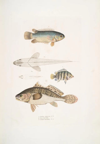 John Edward Gray - 1 Spinose Gilled Anabas Anabas spinosus 2 Two Spotted Coius Coius binotatus 3 Spotted Scina Scina maculata.webp