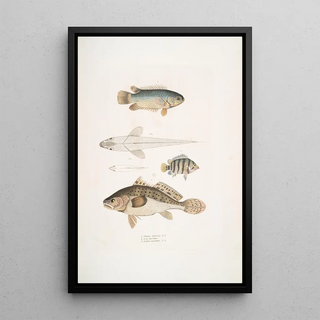 John Edward Gray - 1 Spinose Gilled Anabas Anabas spinosus 2 Two Spotted Coius Coius binotatus 3 Spotted Scina Scina maculata.webp