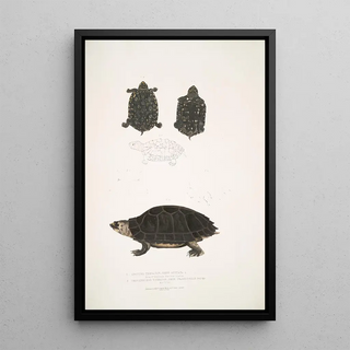 John Edward Gray - 1 Spotted Terrapin Emys Guttata Emys Hamiltonii 2 Thicknecked Terrapin Emys crassicollis.webp