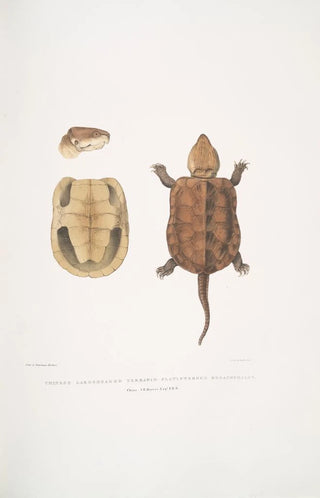 John Edward Gray - Chinese Large Headed Terrapin Platisternon megacephalus China.webp