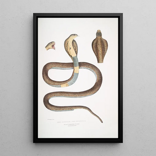 John Edward Gray - Cobra Capella var Naia tripudians var.webp