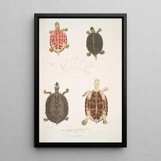 John Edward Gray - Eaved Terrapin Emys tectum.webp