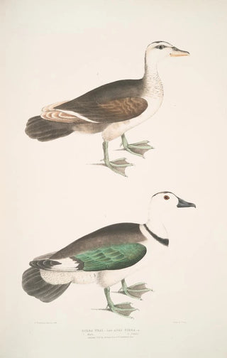 John Edward Gray - Girra Teal Anas girra Male and Female.webp