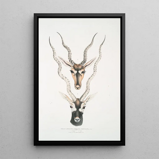 John Edward Gray - Indian Antelope Antilopa cervicapra Head and horn 1 Young 2 Adult.webp