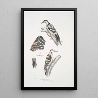 John Edward Gray - Lesser spotted Woodpecker Picus Macei 1 Male 2 Female 2a Wing 2b Tail.webp