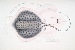 John Edward Gray - Russells Sting Ray Trygon Russellii.webp