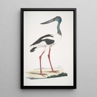 John Edward Gray - Tetaar Jabiru Ciconia Mycteria Australis.webp