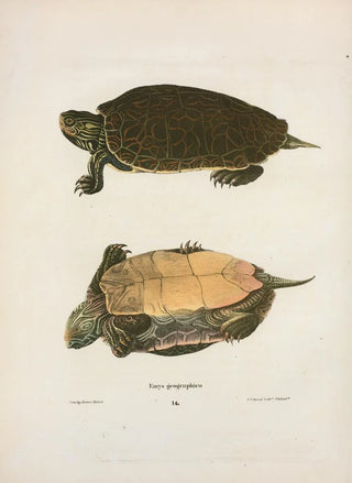 John Edwards Holbrook - Emys georgaphica.webp