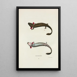 John Edwards Holbrook - Menobranchus lateralis.webp