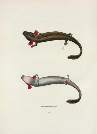 John Edwards Holbrook - Menobranchus lateralis.webp