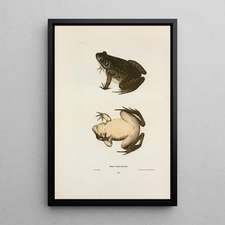 John Edwards Holbrook - Rana horiconensis.webp