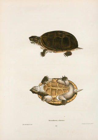 John Edwards Holbrook - Stenothoerus odoratus.webp