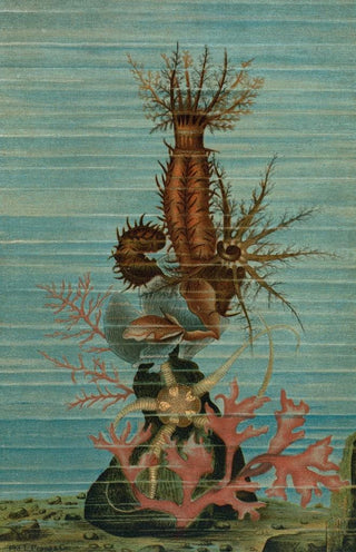 John George Wood - Holothurians and Sea Star.webp