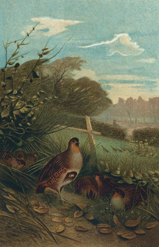 John George Wood - Partridge.webp