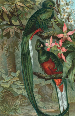 John George Wood - Resplendent Trogon.webp