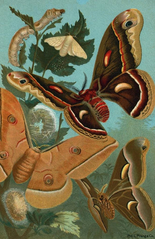 John George Wood - SilkWorm and Moths.webp