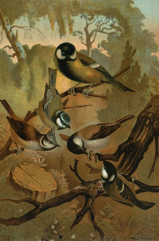 John George Wood - Titmice.webp