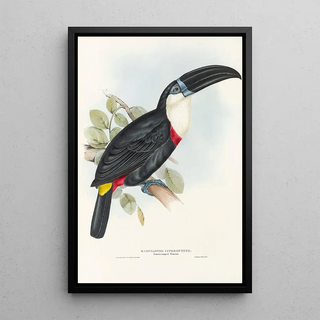 John Gould - A monograph of the Ramphastidae or family of toucans Pl04.webp